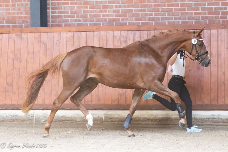 Trakehner, Stute in Essen (Oldenburg)