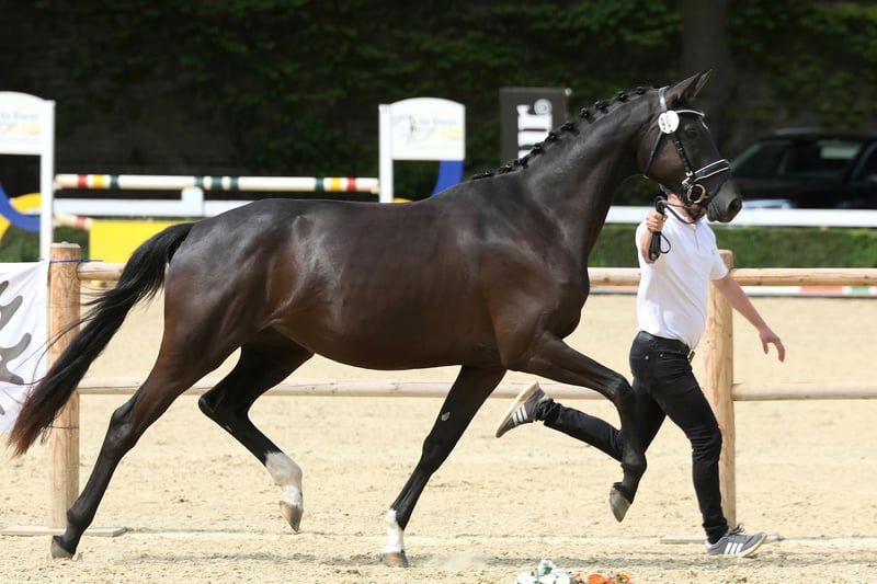Trakehner, Stute in Suhlendorf