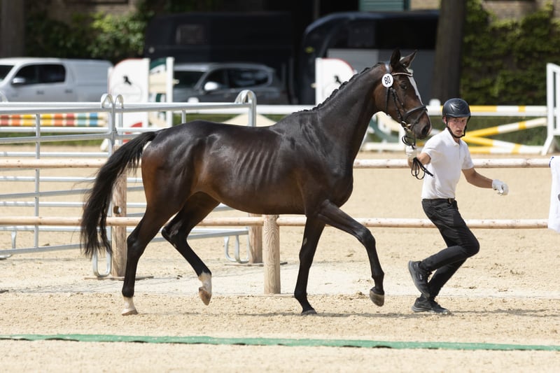 Trakehner, Stute in Hamm