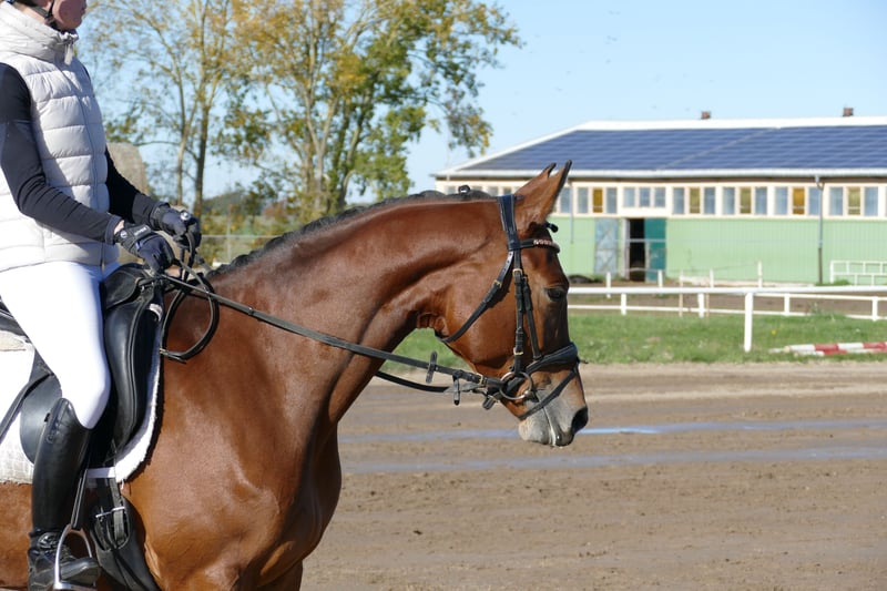 Trakehner, Stute in Ganschow