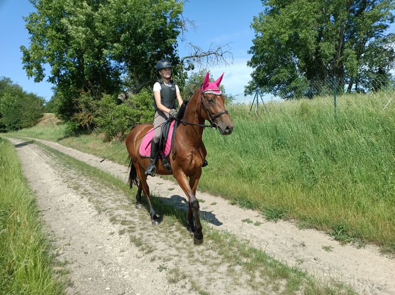 Trakehner, Stute in Mügeln