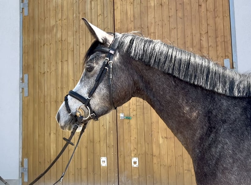 Trakehner, Stute in Harsdorf
