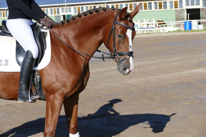 Trakehner, Stute in Ganschow