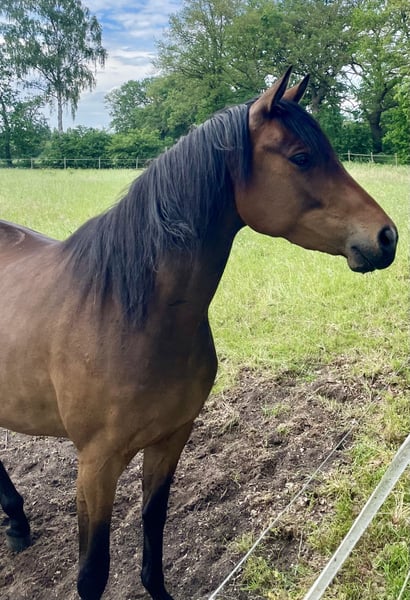 Trakehner, Stute in Großenkneten