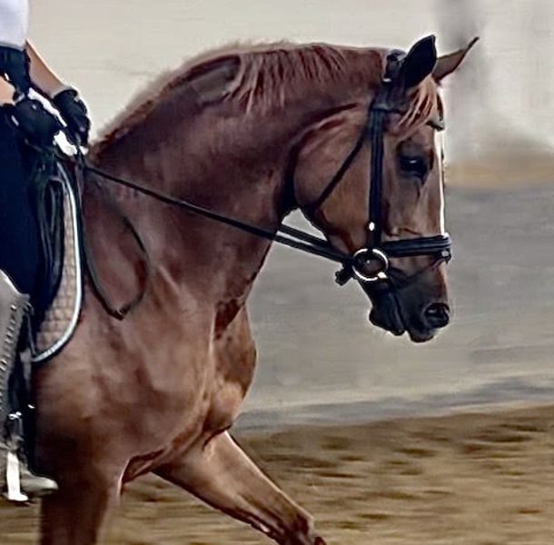 Trakehner, Stute in Waakirchen