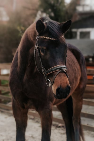 Trakehner, Stute in Nidderau