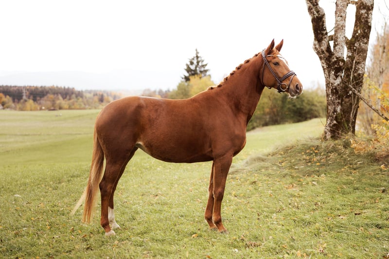 Trakehner, Stute in Waakirchen