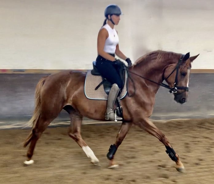 Trakehner, Stute in Waakirchen