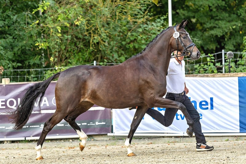 Trakehner, Stute in Moosach