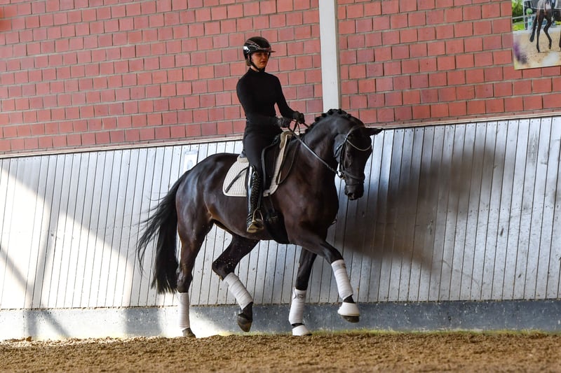 Trakehner, Stute in Brodersdorf