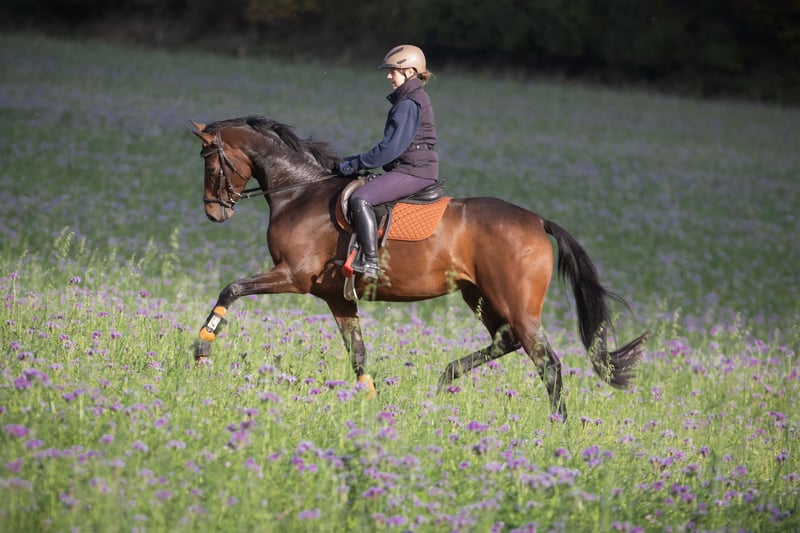 Trakehner, Stute in Bosau