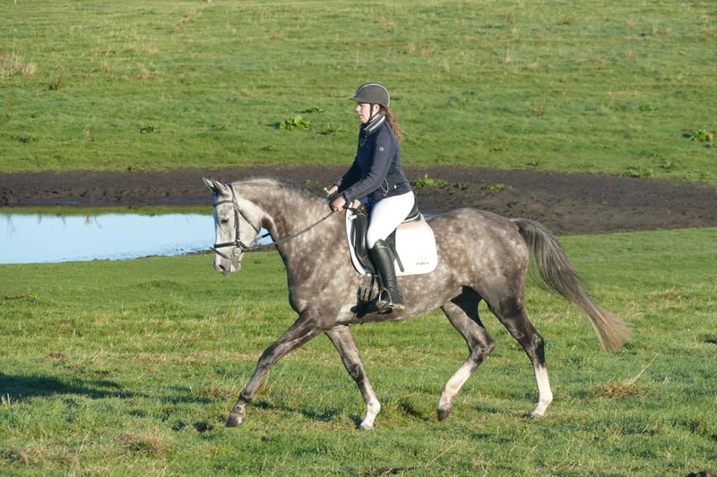 Trakehner, Stute in Ganschow