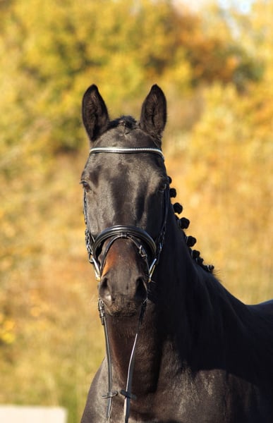 Trakehner, Stute in Bodenfelde