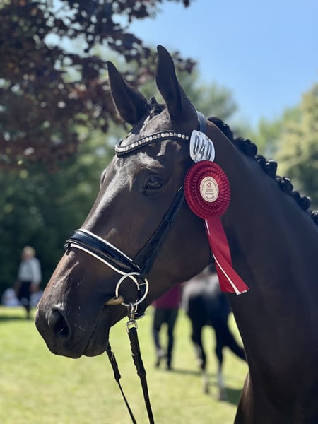 Trakehner, Stute in Dresden, Ullersdorf