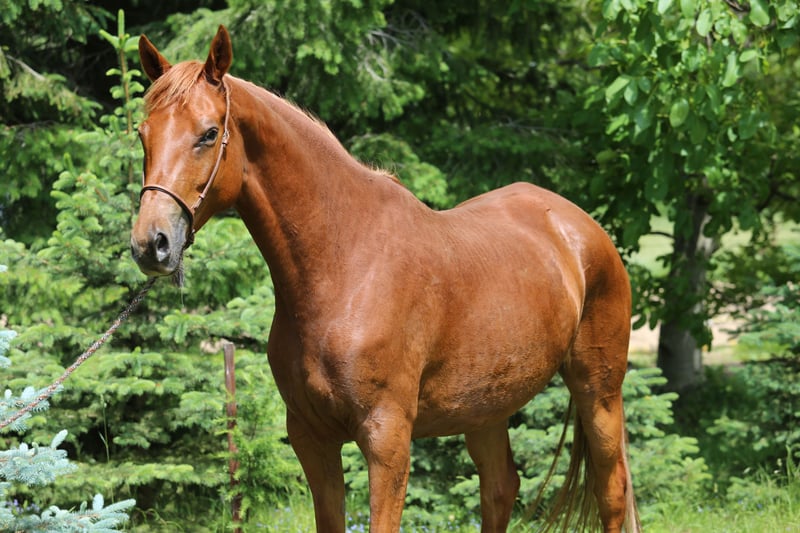 Trakehner, Stute in Liebstadt