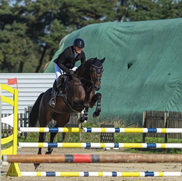 Trakehner, Stute in Langenenslingen