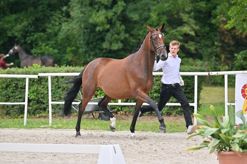 Trakehner, Stute in KremmenKremmen