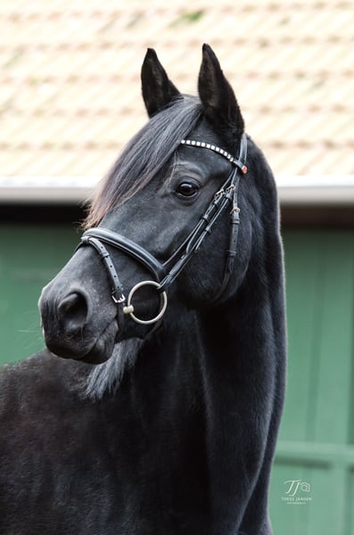Trakehner, Stute in Bramsche