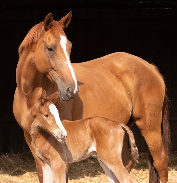 Trakehner, Stute in Kneitlingen