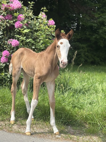 Trakehner, Stute in Nümbrecht