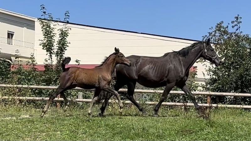 Trakehner, Stute in Wehringen