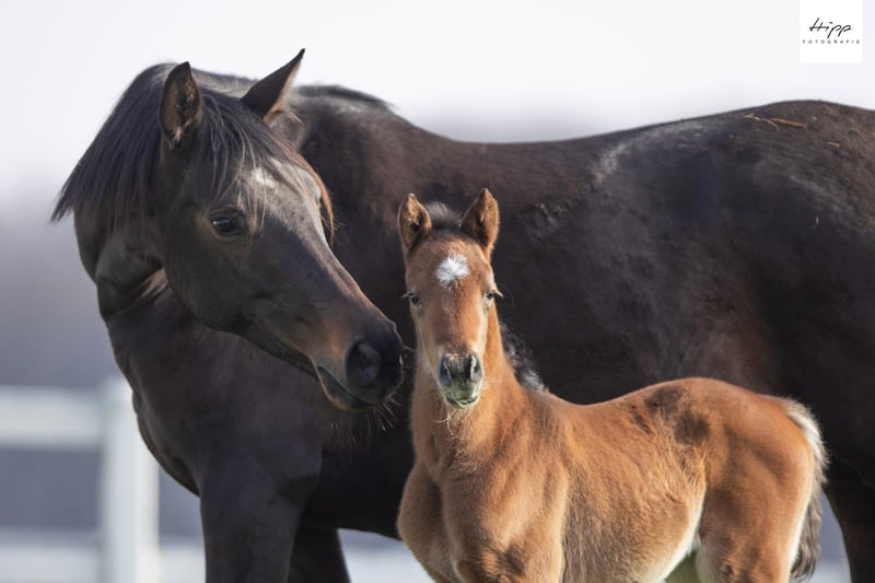 Trakehner, Stute in Bad Oldesloe