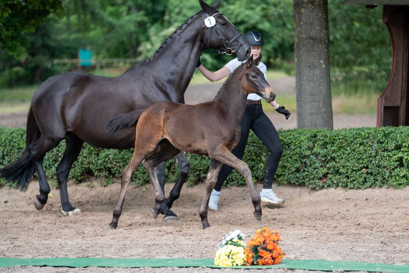 Trakehner, Stute in Hameln