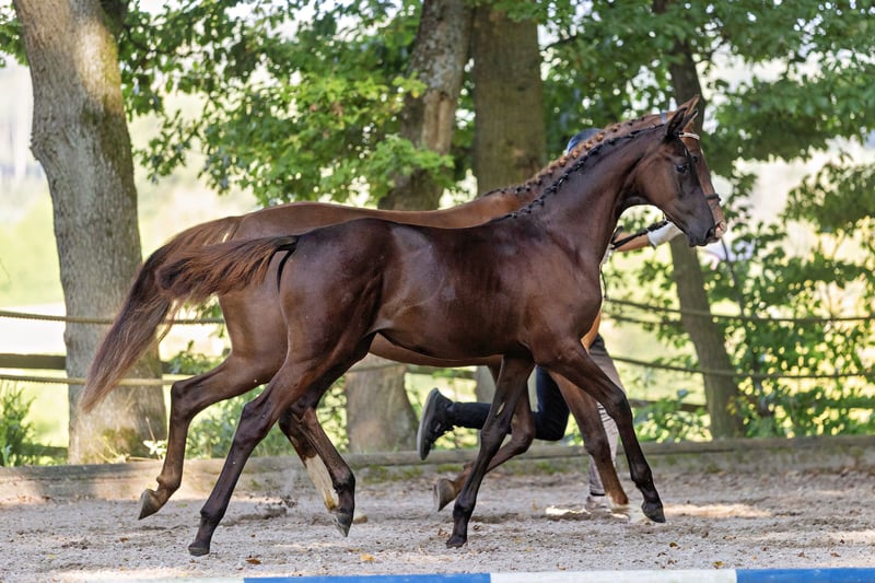 Trakehner, Stute in Langerwehe