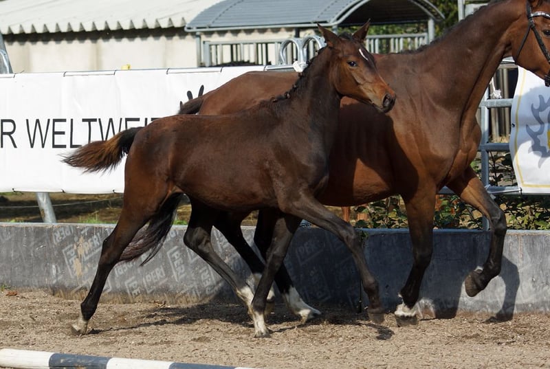 Trakehner, Stute in Günzburg