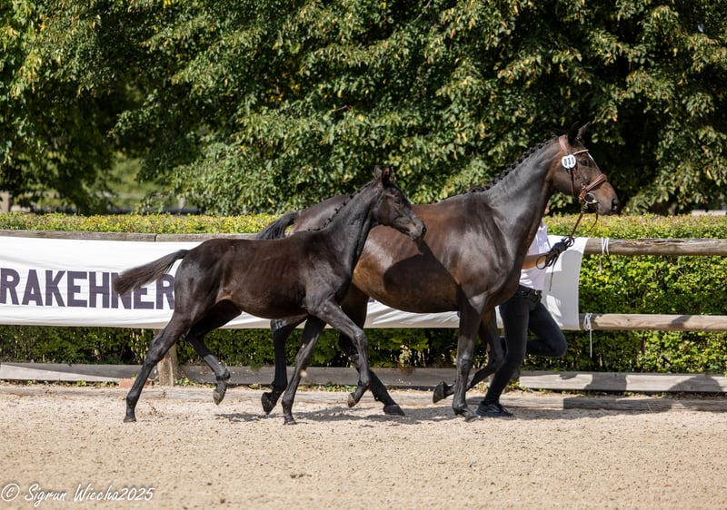 Trakehner, Stute in Warlitz