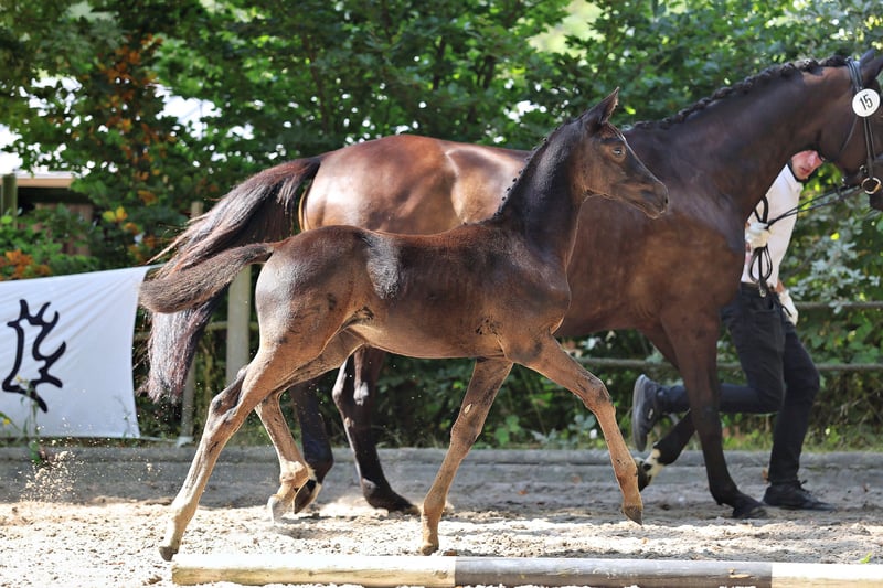 Trakehner, Stute in Wickede