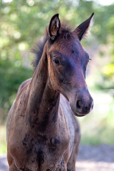 Trakehner, Stute in Baruth/Mark