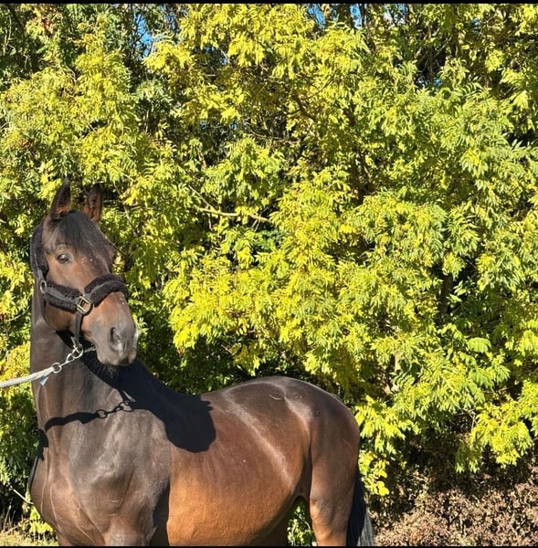 Trakehner, Wallach in Rosdorf