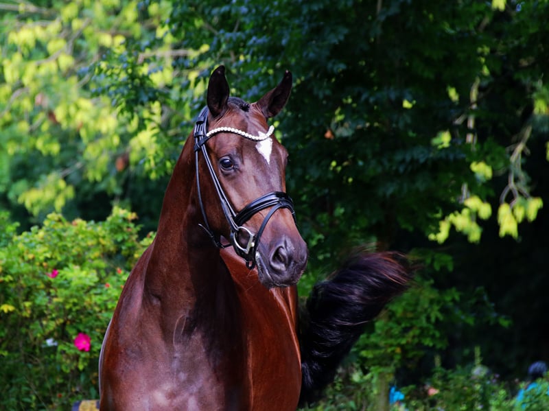 Trakehner, Wallach in Lienen