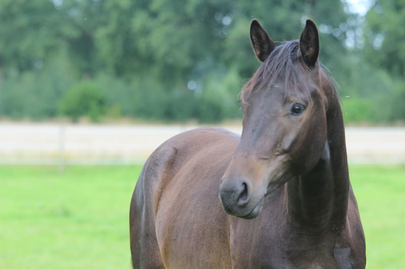 Trakehner, Wallach in Westerstede