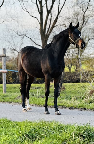 Trakehner, Wallach in Ihlow LudwigsdorfIhlow