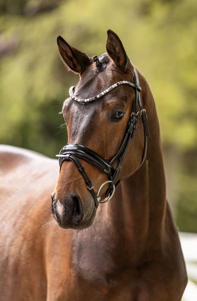 Trakehner, Wallach in Panker