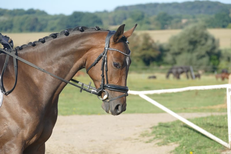 Trakehner, Wallach in Ganschow