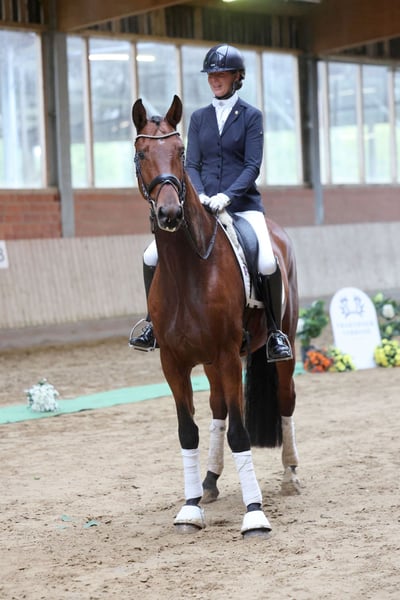 Trakehner, Wallach in Geldern