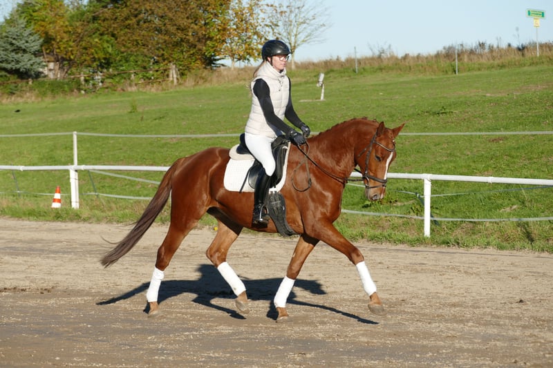 Trakehner, Wallach in Ganschow