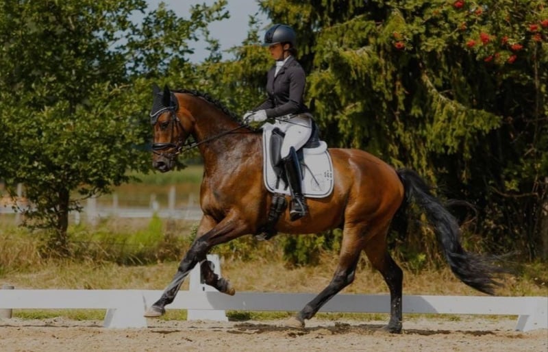 Trakehner, Wallach in Oyten