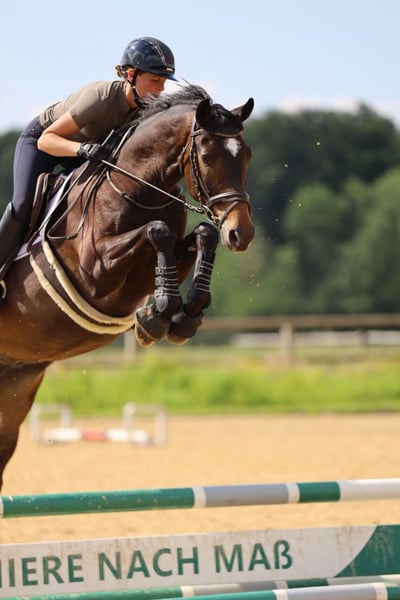 Trakehner, Wallach in Hamm