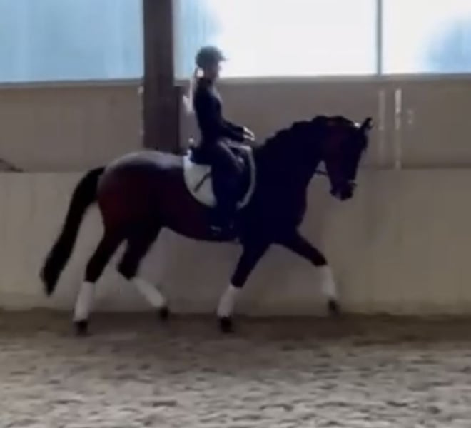 Trakehner, Wallach in Gundelfingen