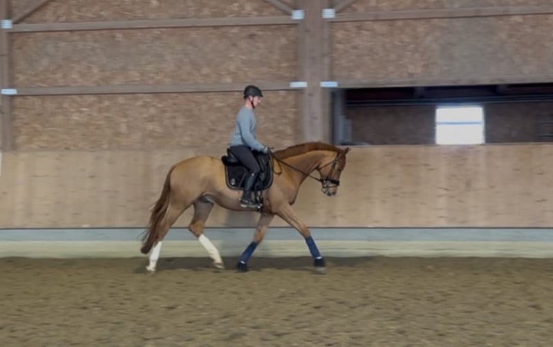 Trakehner, Wallach in Langenenslingen