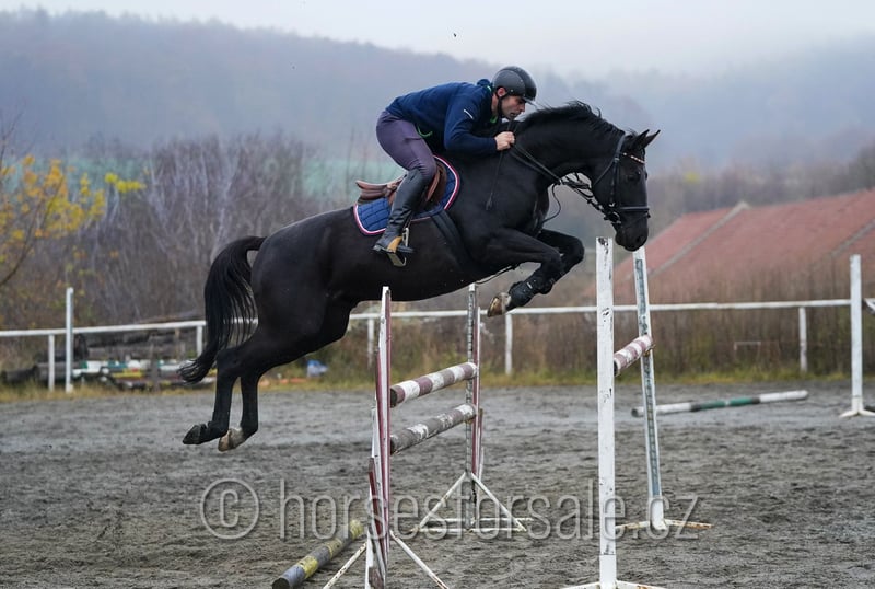 Trakehner, Wallach in Region Brno