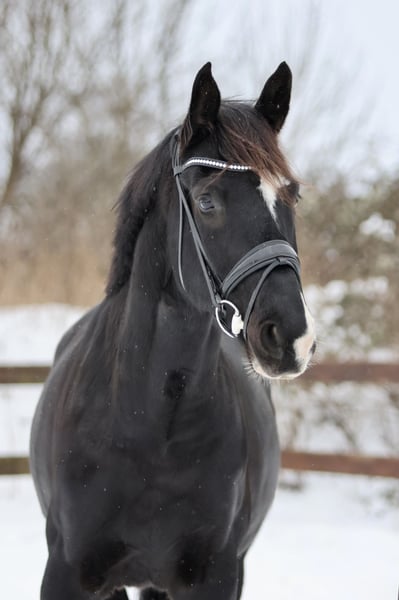 Trakehner, Wallach in Blekendorf