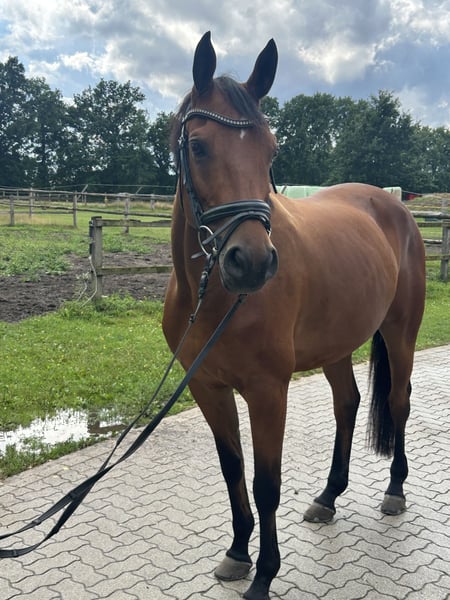 Trakehner, Wallach in Salzhausen