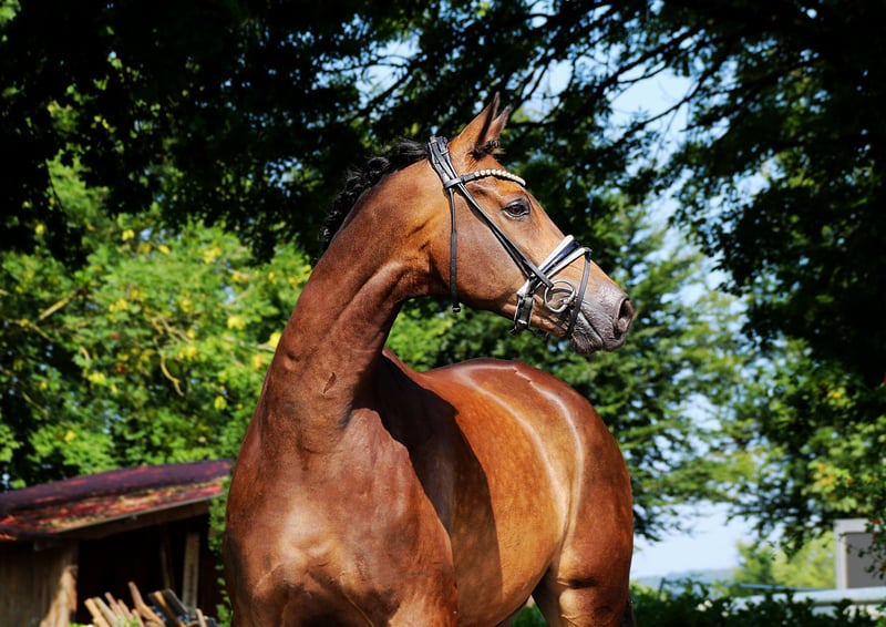 Trakehner, Wallach in Lienen