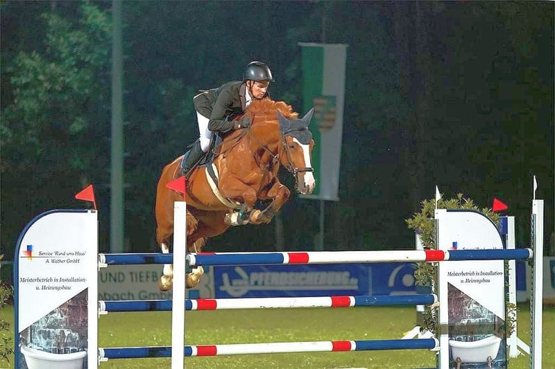 Tschechisches Warmblut, Stute in Neustadt in Sachsen