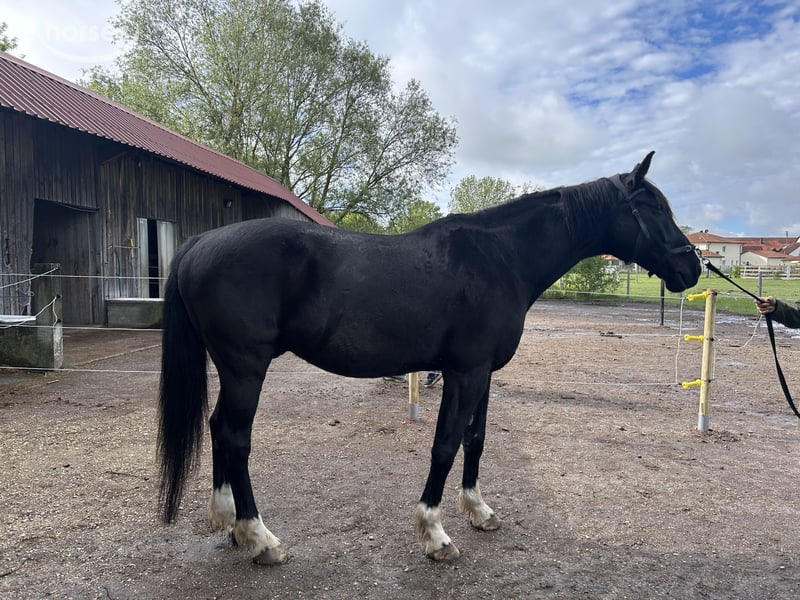 Tschechisches Warmblut Wallach 14 Jahre 167 cm Rappe in Petershausen
